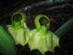 Catasetum integerrimum
