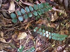 Pellaea rotundifolia