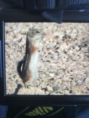 Ammospermophilus leucurus