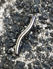 Spirobolellus immigrans