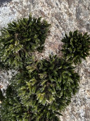 Schistidium apocarpum