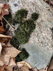 Schistidium apocarpum