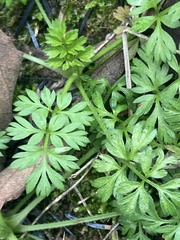 Daucus