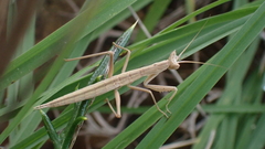 Apteromantis aptera