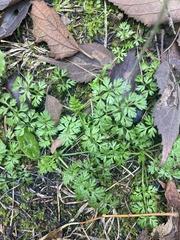 Daucus