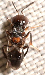 Encyrtus
