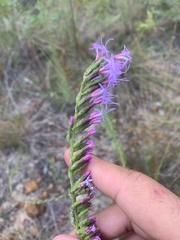 Liatris pauciflora