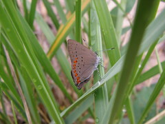Satyrium titus