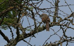 Synallaxis albescens