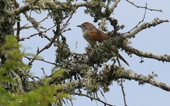 Synallaxis albescens