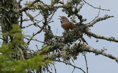 Synallaxis albescens