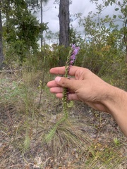 Liatris pauciflora