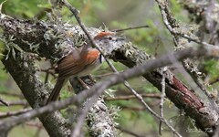 Synallaxis albescens