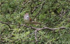 Synallaxis albescens