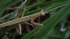 Apteromantis aptera