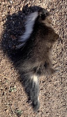 Mephitis macroura