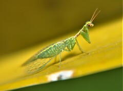 Zeugomantispa minuta