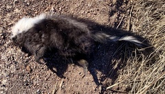 Mephitis macroura