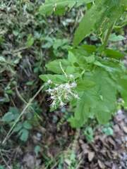 Eupatorium cannabinum