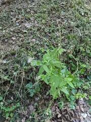 Eupatorium cannabinum
