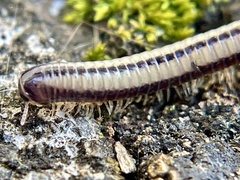 Spirobolellus immigrans