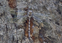 Oplonaeschna armata