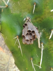 Mischocyttarus mexicanus