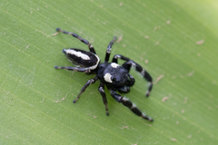 Dendryphantes mordax