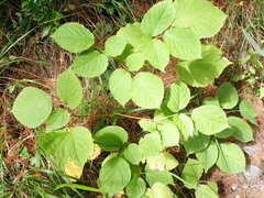 Aralia cordata
