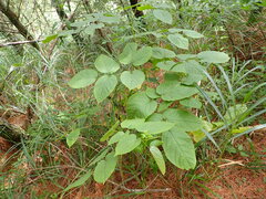 Aralia cordata