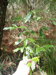 Photinia niitakayamensis