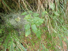 Smilax riparia