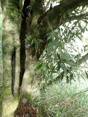 Quercus stenophylloides