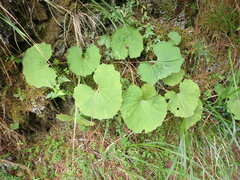 Petasites formosanus