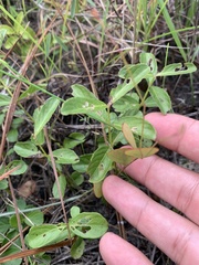 Dyschoriste oblongifolia