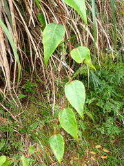 Schisandra arisanensis