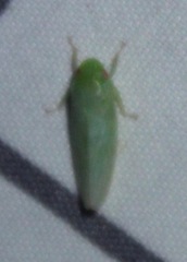 Gyponana