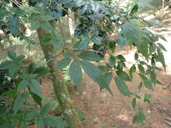 Causonis corniculata