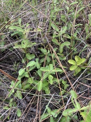 Dyschoriste oblongifolia