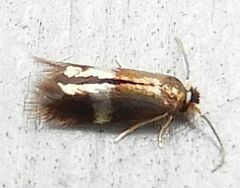 Stigmella multispicata