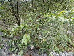 Alnus formosana