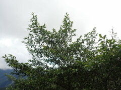 Alnus formosana