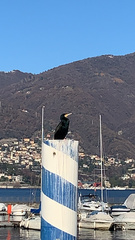 Phalacrocorax carbo