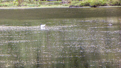 Chroicocephalus serranus