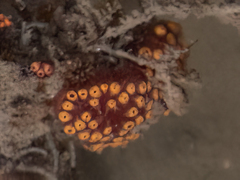 Botrylloides diegensis