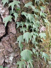 Hedera rhombea