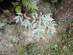 Elaeagnus thunbergii