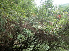 Photinia niitakayamensis