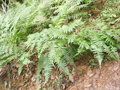 Diplazium laxifrons