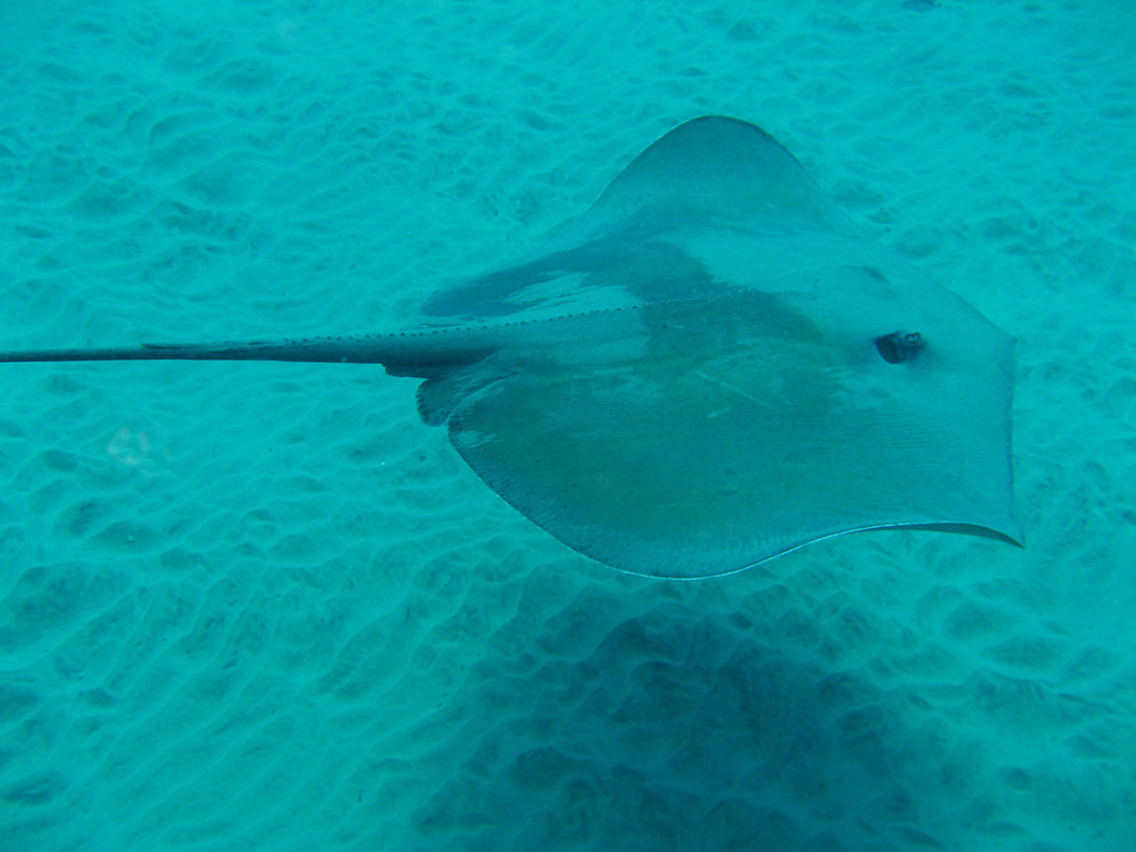 Jenkins whipray (Pateobatis jenkinsii) — Dasyatidae